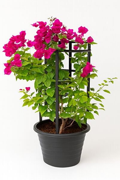 Generic نبات الجهنمية 60-80 سم