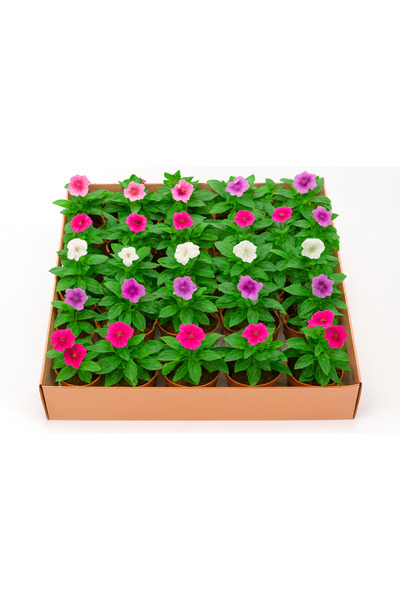 Generic علبة تحتوي على 24 نبتة من نبات الفينكا الوردية (Vinca Rosea) بطول 5-8 سم