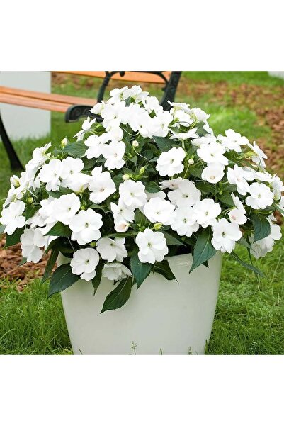 E-fidancim Özel Seri Beyaz Magnifico Snow Yeni Gine Cam Güzeli Çiçeği Fidesi ...