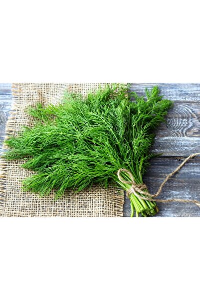 SümerTohum 50 Adet Yerli Doğal Dereotu Tohumu