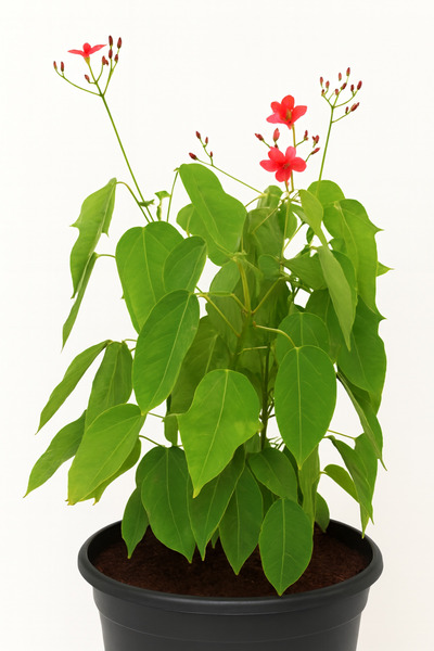 Generic Jatropha Podagrica Plant 40-60CM