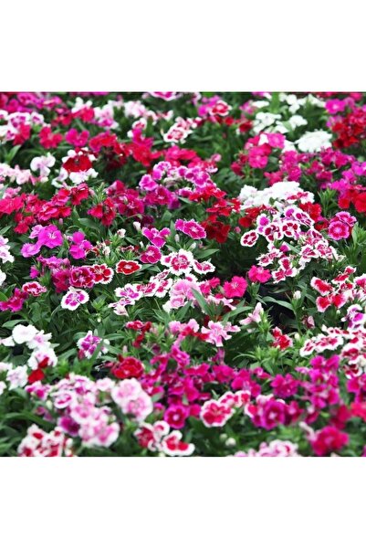 Sümer Tohum 10 Adet Çin Karanfili Çiçeği Tohumu