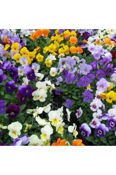 SümerTohum 10 Adet Hercai Menekşe Çiçeği Tohumu