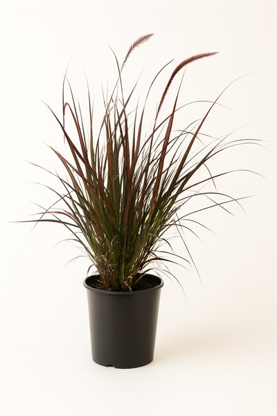 Generic Pennisetum Red 40-50 CM