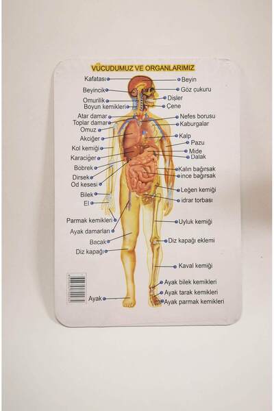 Yıldız Kardeşler İnsan Vücudu Karton Puzzle Yapboz 20 Parça Çocuklar için Eği...