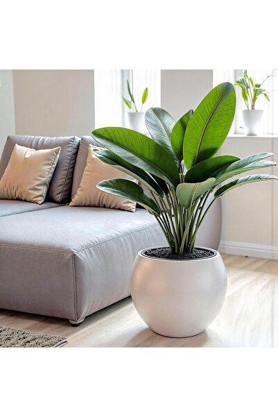 CANBOTANİK Yuvalak Saksı Salon Saksı Küre Saksı 40 Cm Beyaz Saksı Plastik Sak...