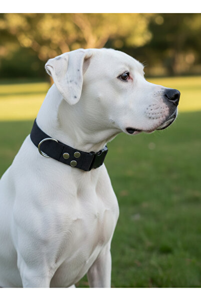 balkonda Dog Collar Adjustable for All Breeds 3 cm Width Colored Cord