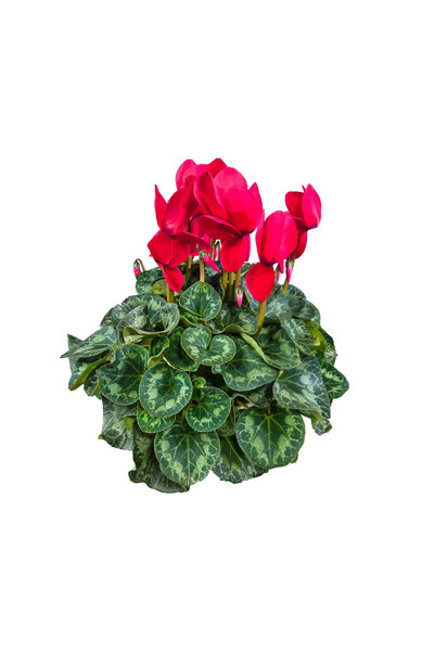 ERNAZ Sıklamen (Cyclamen) Kırmızı Büyük Boy | Dekoratif Çiçekli Saksı Bitkisi