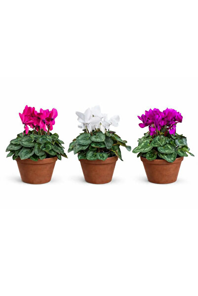 Ernaz Bitki Dünyası Sıklamen (Cyclamen) 3'lü Set Büyük Boy