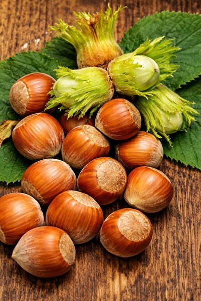 AFYONDOĞAPEYZAJ 3 YAŞ TÜPLÜ SARI ÇAKILDAK FINDIK FİDANI