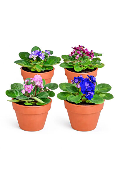 Ernaz Bitki Dünyası Saintpaulia Afrika Menekşesi 4 Adet (Rastgele Renk)