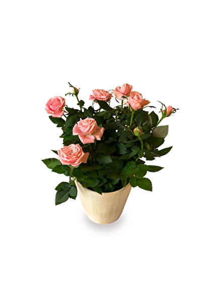 ERNAZ Mini Bodur Gül Açık Pembe | 25-30 cm Boy Canlı Ev & Balkon Bitkisi
