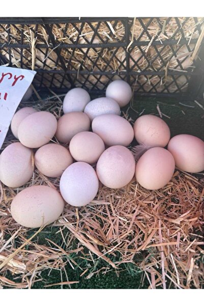 Gülşen Hanım'ın Çiftliği Çift Sarılı Köy Yumurtası | Doğal Beslenen Tavuklard...