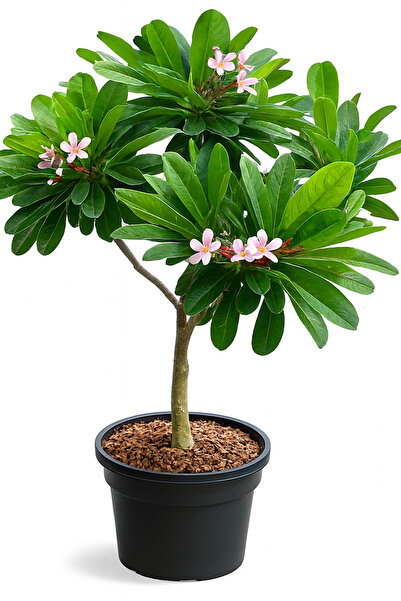 Generic نبات بلوميريا حي، أزهار وردية وبيضاء