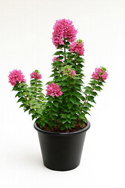 Generic نبات الجهنمية الوردية الحية، أزهار وردية