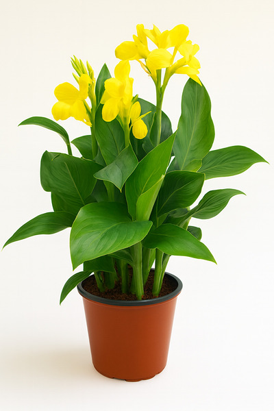 Generic Live Yellow Canna Lily Plant(Green)