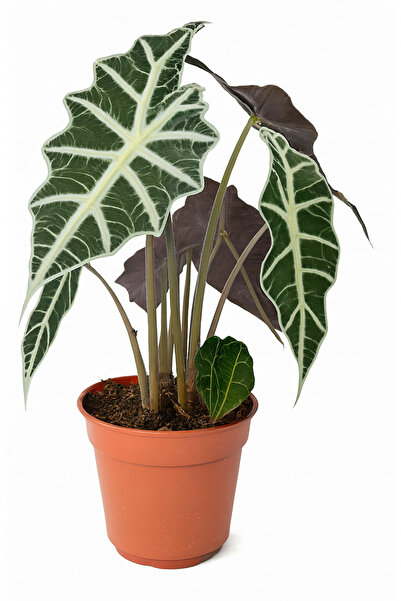 Generic Alocasia Polly 25-30 CM