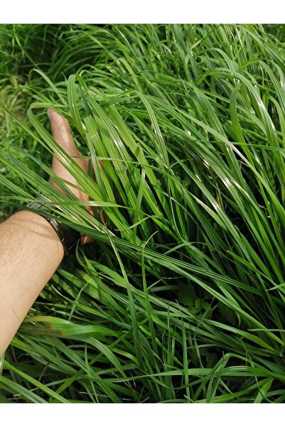 Dört Mevsim Tohumculuk İthal Fito Trinova Ryegrass - Süt Otu - İtalyan Çimi T...