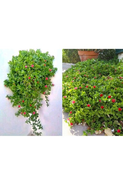 Tunç Botanik BUZ ÇİÇEĞİ 15 ADET - YER ÖRTÜCÜ ve SARKICI BİTKİ