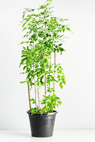 Generic Jasmine Murraya Plant 50-60 CM