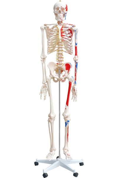 EgeAnatomi Maketleri Kasları Gösteren İskelet Modeli 180 cm (Numaralandırılmı...