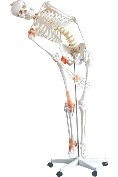 EgeAnatomi Maketleri Esnek İnsan İskeleti Modeli, Bağ Dokularıyla Birlikte 18...