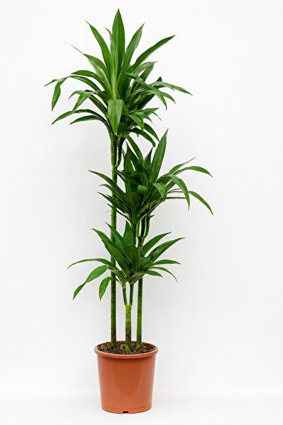 Generic Dracaena Janet Craig - Fresh Indoor Plants-100-110CM