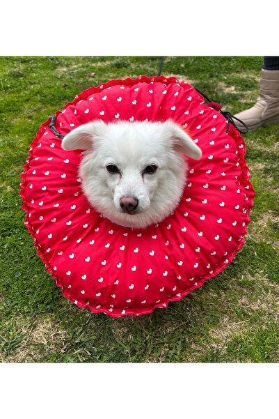 Petris Cat Dog Funnel Operation Neck Collar, Collar, Pillow, Elizabeth (XL Ou...