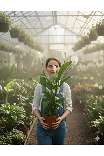 bitkidünyam Barış çiçeği spatifilyum 80-90 cm bol köklü