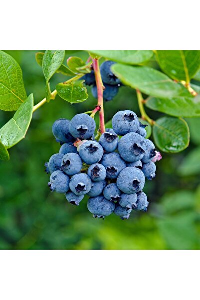 AFYONDOĞAPEYZAJ TÜPLÜ BLUE BERY YABAN MERSİNİ FİDANI