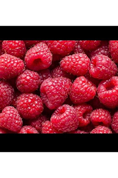 AFYONDOĞAPEYZAJ AÇIK KÖK 2 YAŞ YEDİVEREN FRAMBUAZ (AHUDUDU) FİDANI