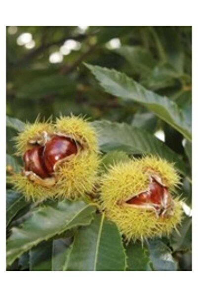 AFYONDOĞAPEYZAJ 2 YAŞ BURSA SARI İRİ MEYVELİ KESTANE FİDANI AÇIK KÖK