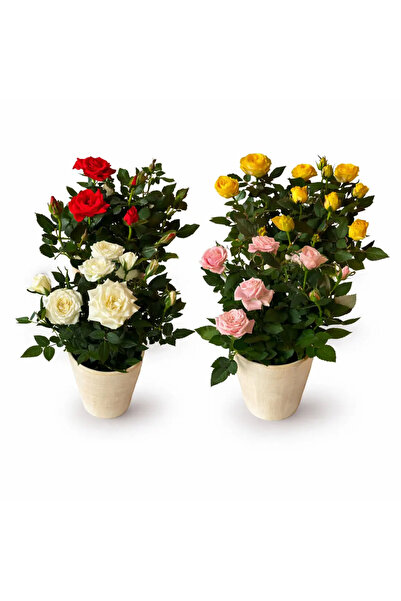 Ernaz Bitki Dünyası Mini Bodur Gül 4'lü Set |Rastgele renk | 25-30 cm Boy | Ç...