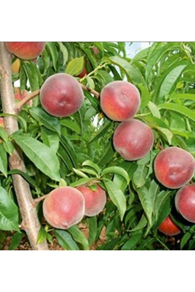 AFYONDOĞAPEYZAJ AŞILI SERTİFİKALI 2 YAŞ ARTEMİS ŞEFTALİ FİDANI AÇIK KÖK