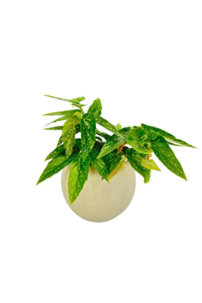 Ernaz Bitki Dünyası Çilli Begonia (Benekli Begonya) Canlı Ev & Ofis İç Mekan ...