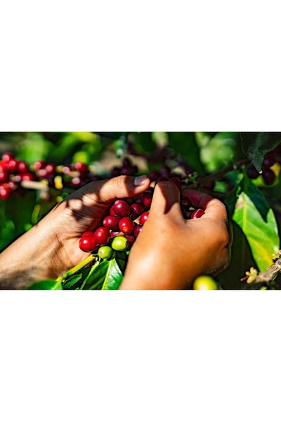 KAF by NOVIQUE Cafea de specialitate Single Origin Guatemala Pampojila Anaerobic