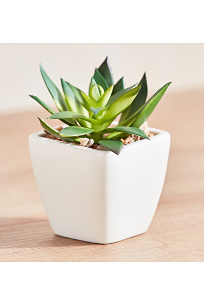 Generic Succulent in Ceramic Pot - 9 cm