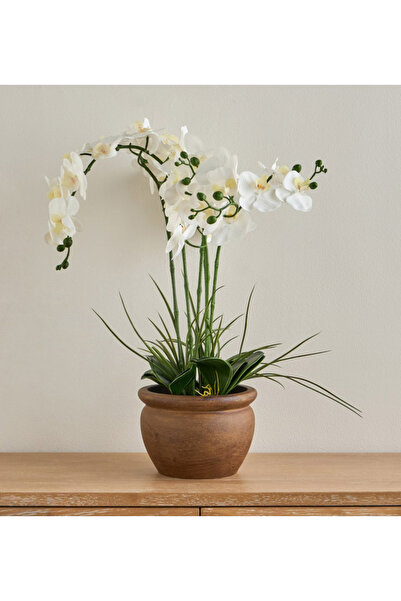 Generic Sierra Orchid in Pot - 53 cm