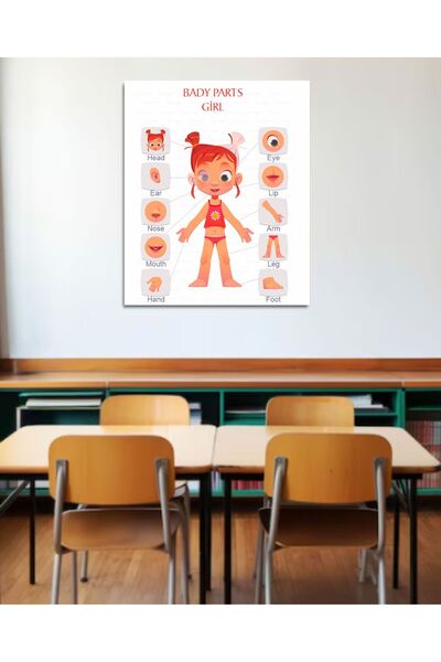 Hsn Body Parts Poster English Pvc Coated 30X42 cm Girl