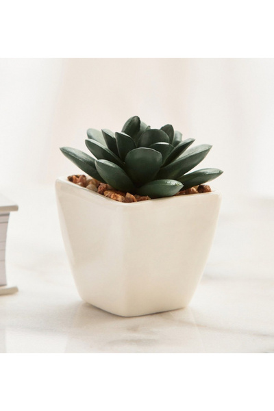 GENERIC4 Succulent in Ceramic Pot - 8 cm