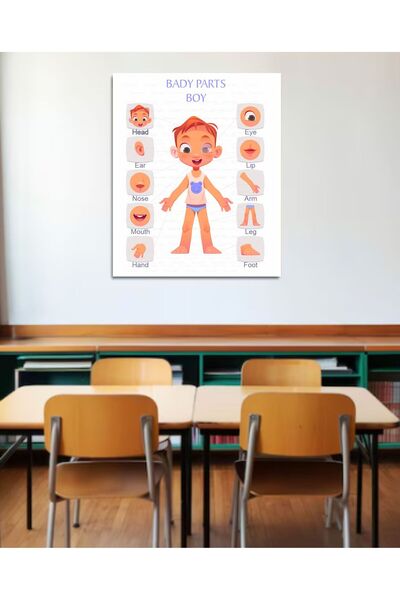 Hsn Body Parts Poster English Pvc Coated 30X42 cm Male