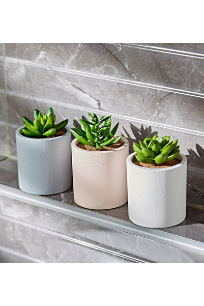Generic Succulent 3-Piece Plant in Pot