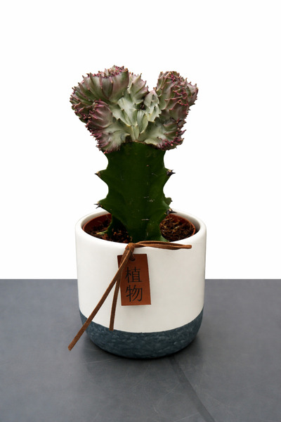 Floryalibotanik Mercan Kaktüs (Euphorbia Lactea Cristata) Seramik Saksıda – D...