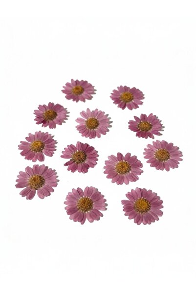 stonechem نباتات زهرة الأقحوان الأرجوانية المجففة المضغوطة لصنع المجوهرات من ...