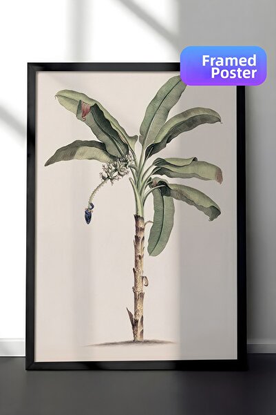 Postifull Pictură înrămată cu copacul banilor de epocă, cadru negru și poster...