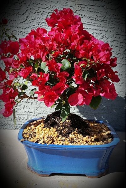 ÇİÇEKFLİX Minyatür minik begonvil 18-19cm /şuan çiçeksizdir