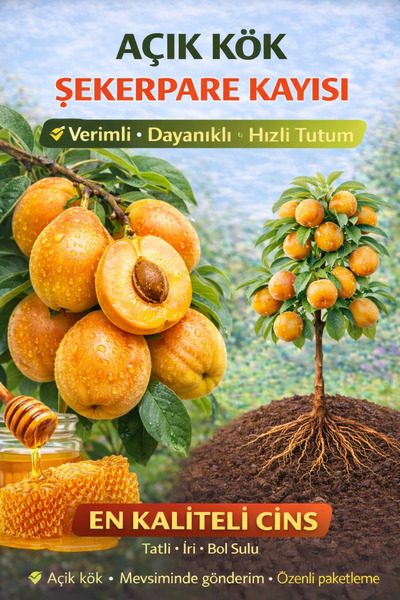 ÇİÇEKFLİX Şekerpare Kayısı Meyve Fidanı 2 Yaş ( Aşılı )fidanı 100-120 Cm. ( A...