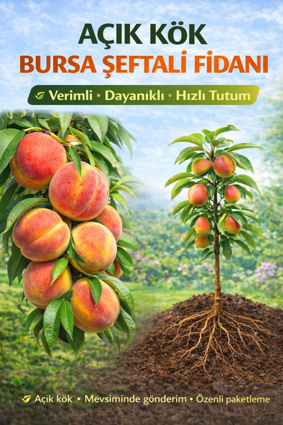 ÇİÇEKFLİX Bursa Şeftali Meyve Fidanı 2 Yaş ( Aşılı )fidanı 100cm Üstü ( Açık ...