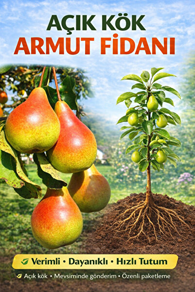 ÇİÇEKFLİX Armut Santamaria Fidesi 2 Yaş ( Aşılı )fidanı 100cm Üstü ( Açık Kök...