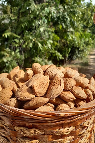 bahcemdenonline ATA TOHUMU SERT KABUKLU TAŞ BADEM 2 KG